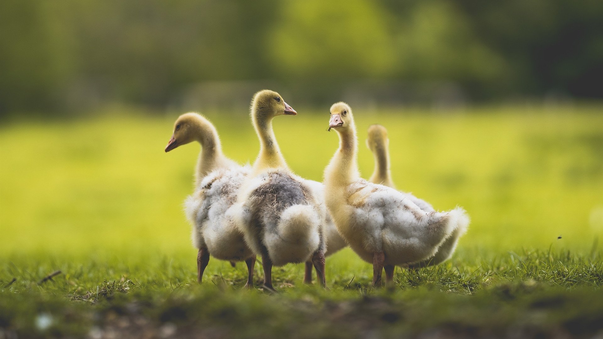 乐鱼体育官网下载-德甲俱乐部在欧战抽签中遭遇强敌,晋级前景充满挑战。,德甲参考哪家欧赔