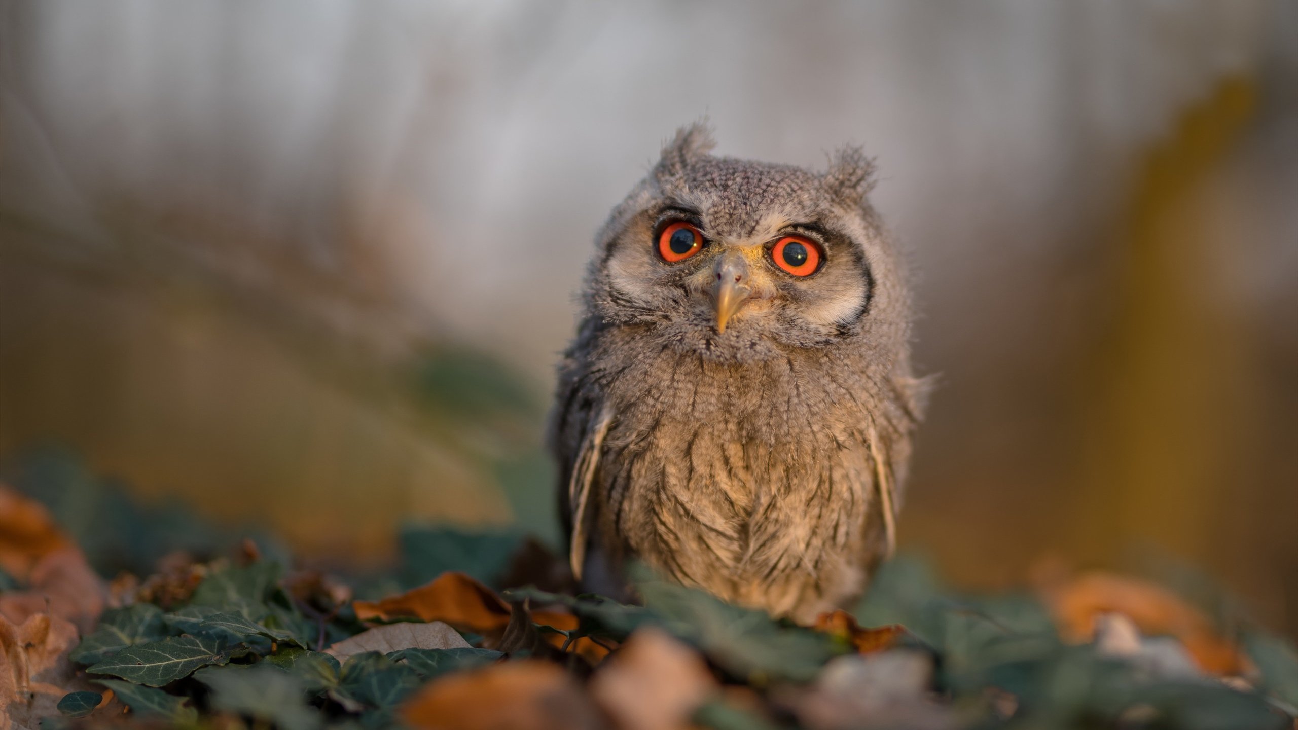乐鱼体育平台-自由式滑雪赛事成绩稳步提升,自由式滑雪竞赛规则