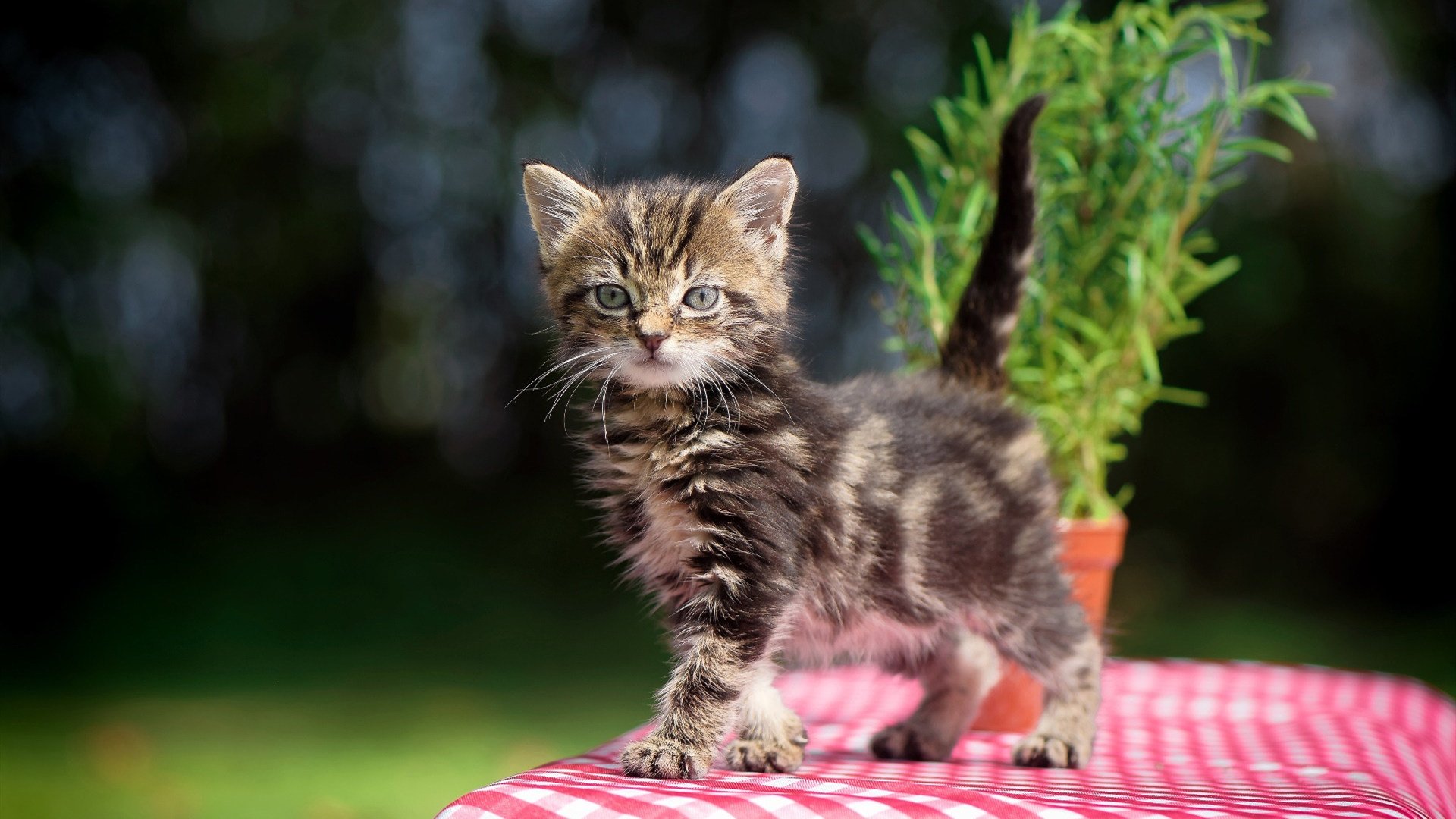 乐鱼体育app官网下载-体育新闻中心项目发展蓝图，体育中心建设可行性研究报告