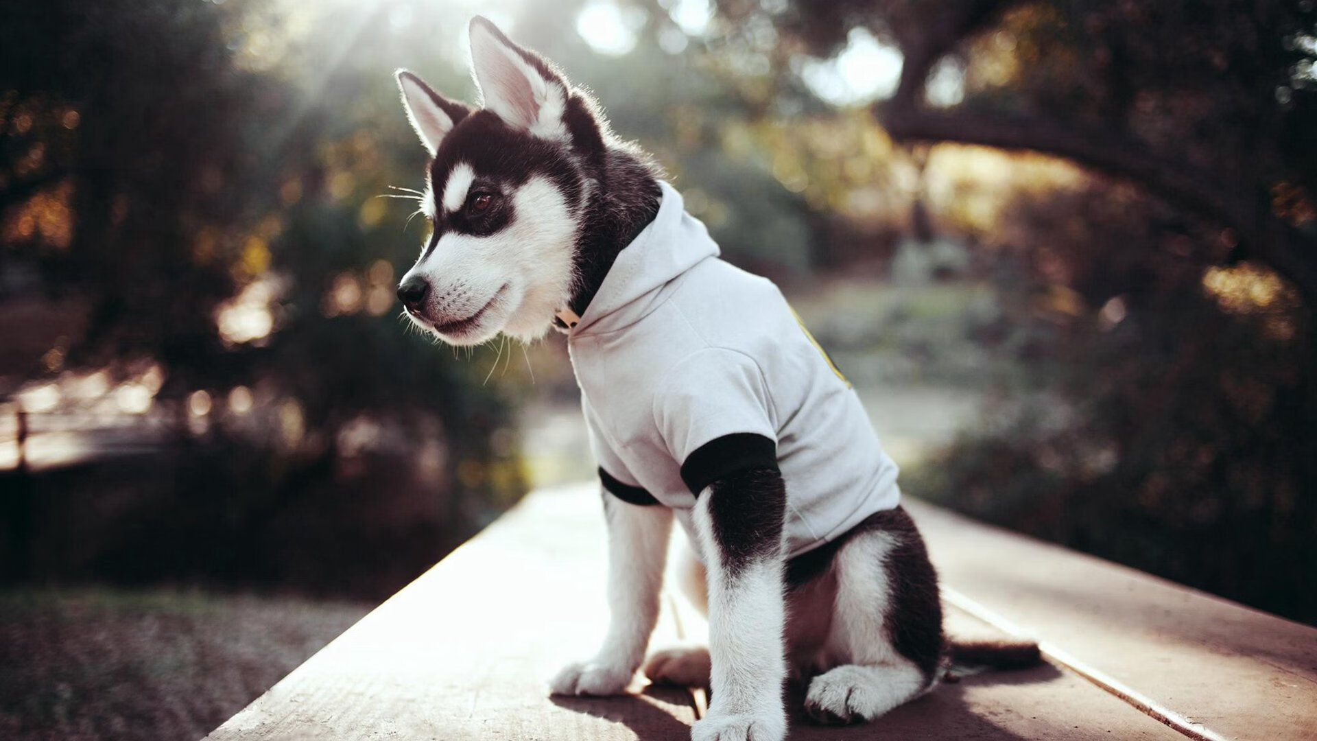 乐鱼体育在线网站-法甲荣耀战:锐利攻势助球队勇夺冠军