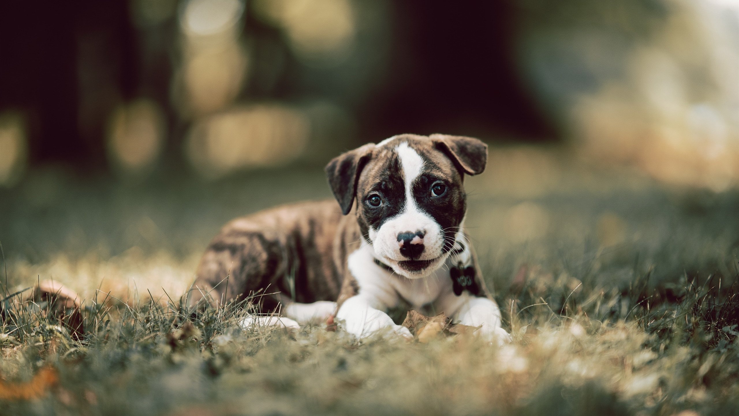 乐鱼体育平台官网-苏炳添谈跑道材质对成绩影响明显，苏炳添途中跑步幅